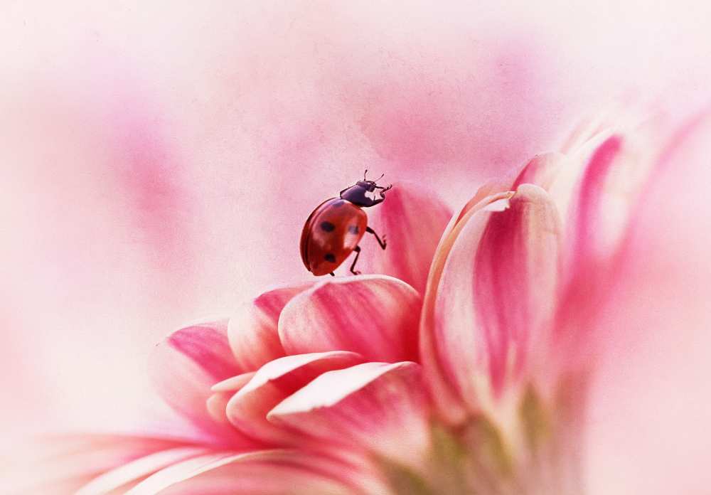 Ladybird on Gerbera a Ellen Van Deelen