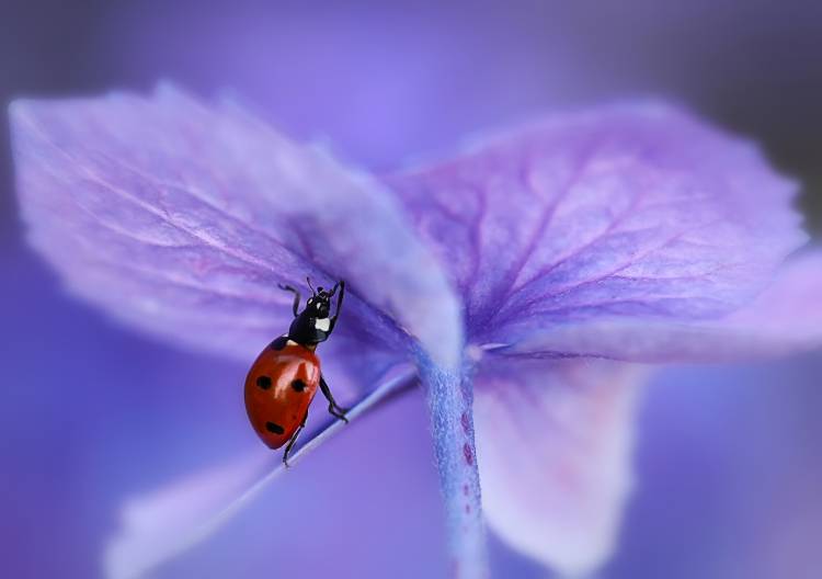 Ladybird on purple hydrangea a Ellen Van Deelen