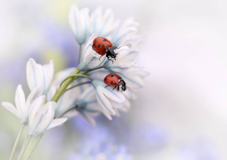 Ladybirds a Ellen Van Deelen