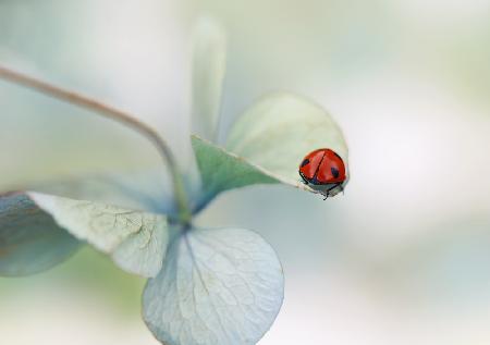 Ladybird on hydrangea....