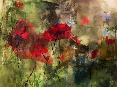 Poppies