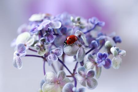 Red, blue and purple