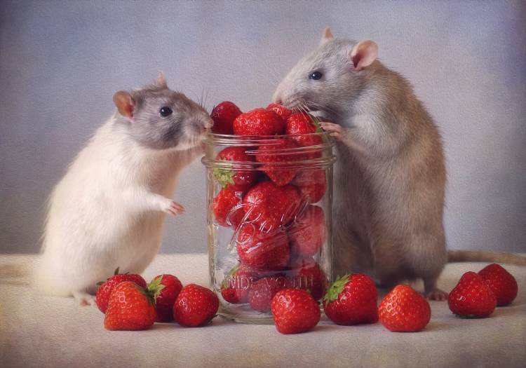 Strawberries a Ellen Van Deelen