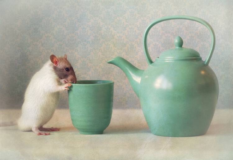 The Teapot a Ellen Van Deelen