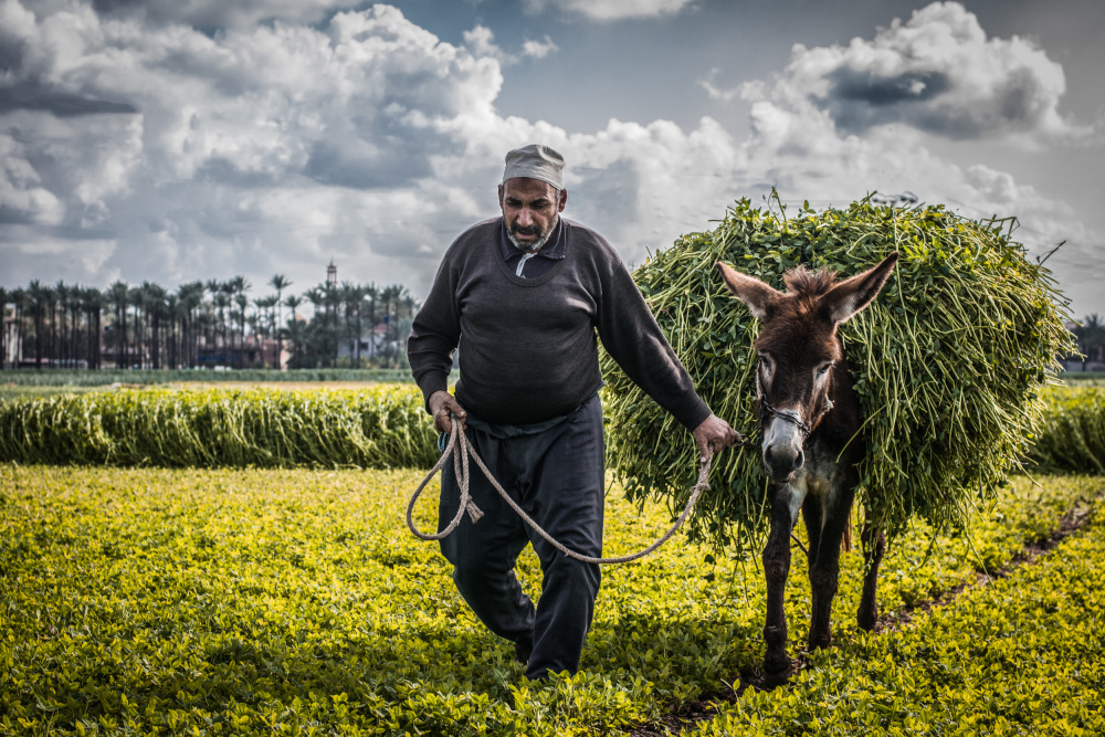 into the fields a EMAN ABDELKADER