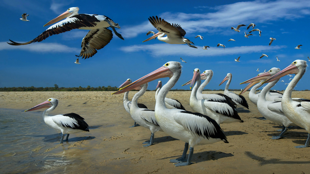 Pelicans and blue skies a Emanuel Papamanolis