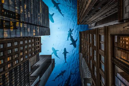 Sharks Night in New York city!