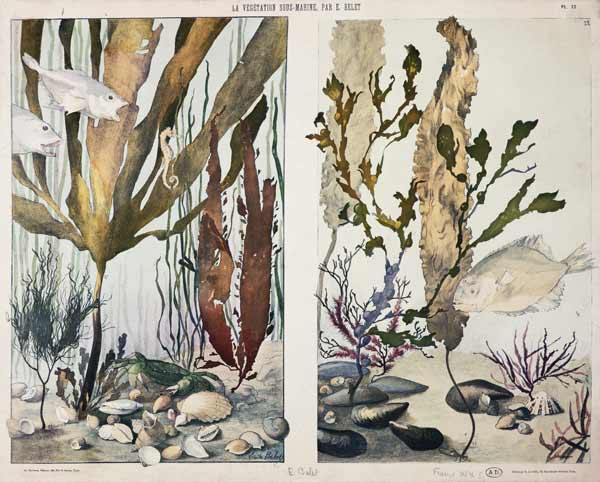 Seaweed, fishes, sea horse, crab and shellfish, illustrated plates from 'La Vie sous marine' a Emile Belet