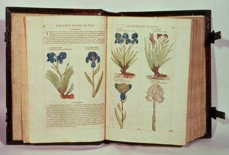 Iris (Flowers de-luce), six varieties from 'The First Booke of the Historie of Plants' a Emilie Gerard