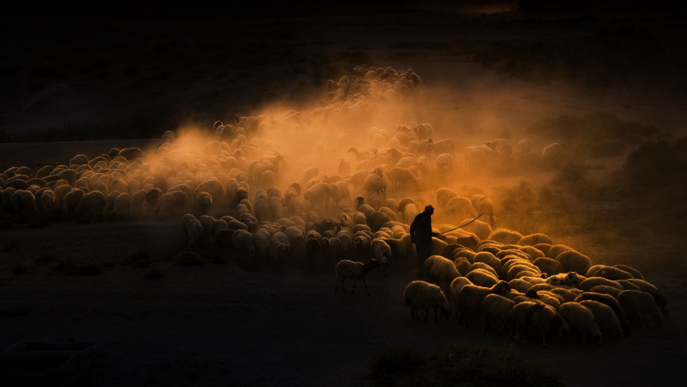 Herd of sheep a Emir Bagci