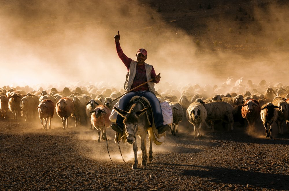 Crazy shepherd a Emir Bagci