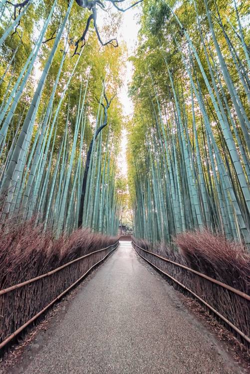 The Bamboo Path a emmanuel charlat