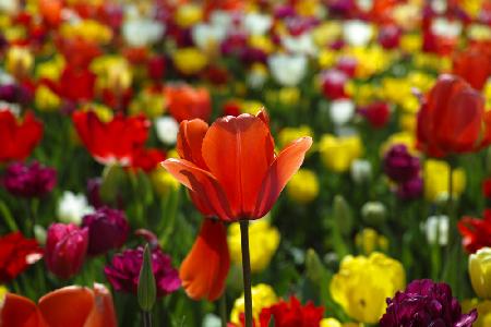 colorful tulips