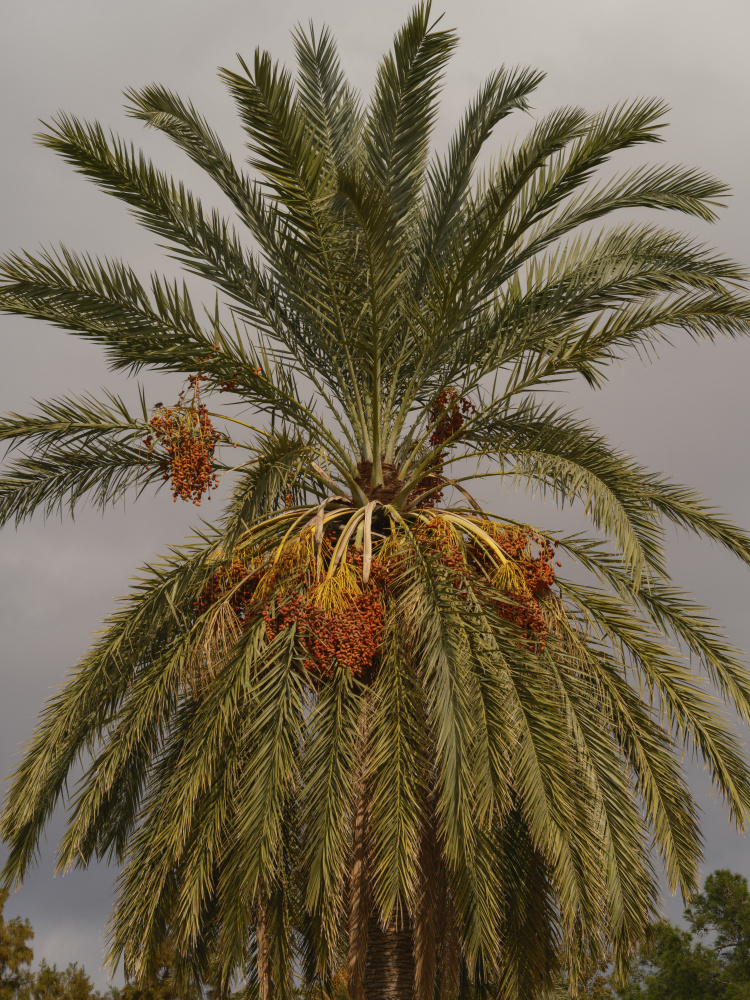 palm trees a engin akyurt