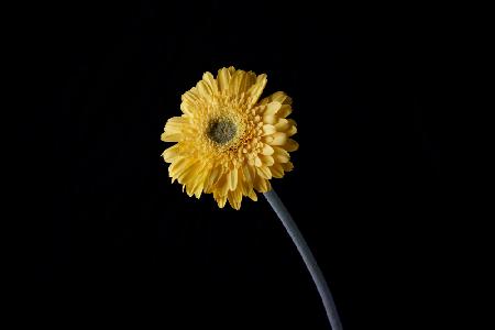 beautiful flower in front of black background