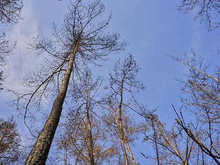 burnt trees and sky background