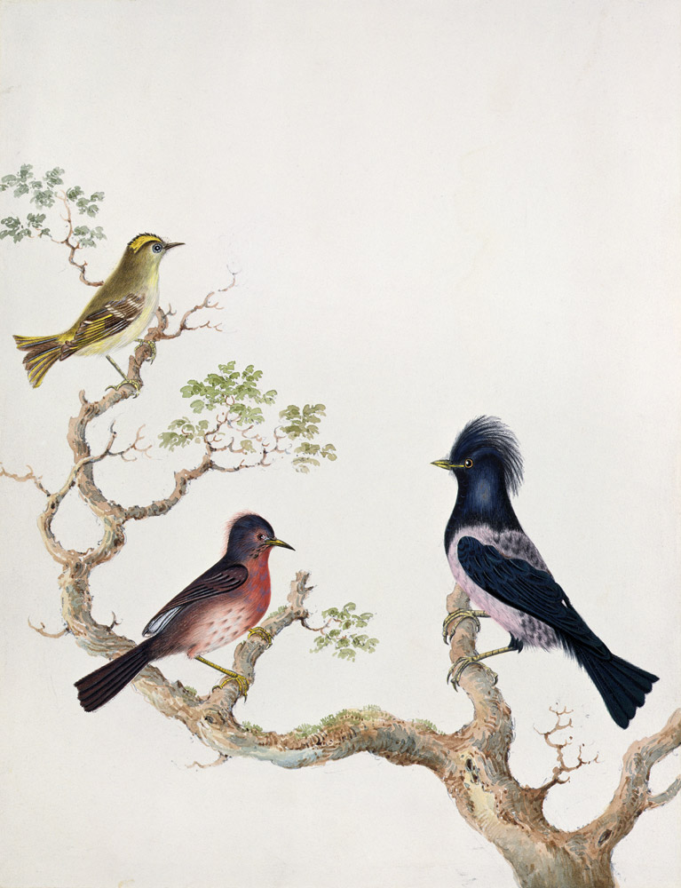 A Golden Crested Wren, a Dartford Warbler and a Rose Coloured Thrush or Ouzel a Scuola Inglese