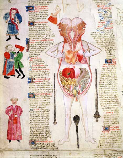 Anatomical diagram, from ''De arte phisicali e de cirurgia'' John Arderne a Scuola Inglese
