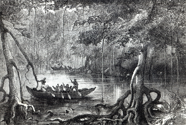 Mangrove Forest'', frontispiece illustration from ''Twenty Nine Years in the West Indies and Central a Scuola Inglese