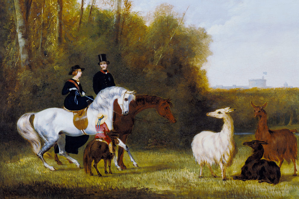 Queen Victoria, Prince Albert and the Prince of Wales at Windsor Park with their Herd of Llamas a Scuola Inglese