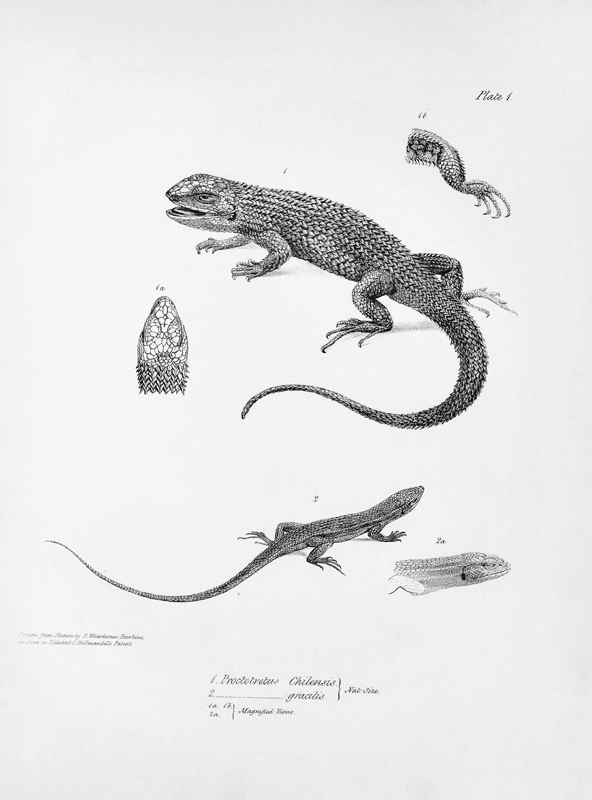 Shingled Iguana, illustration from ''The Zoology of the Voyage of H.M.S Beagle, 1832-36'' Charles Da a Scuola Inglese