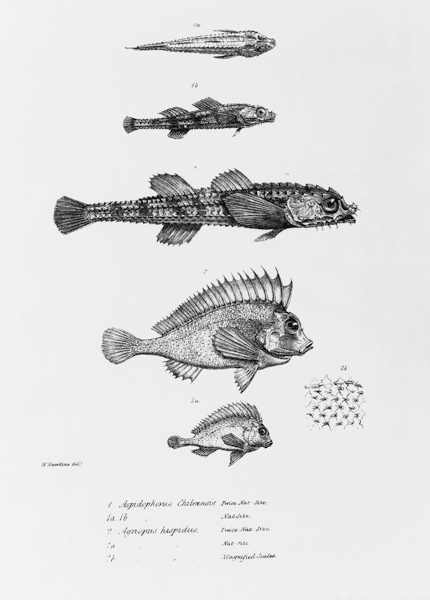 Aspidophorus Chiloensis and Agriopus Hispidus, plate 7 from ''The Zoology of the Voyage of H.M.S Bea a Scuola Inglese