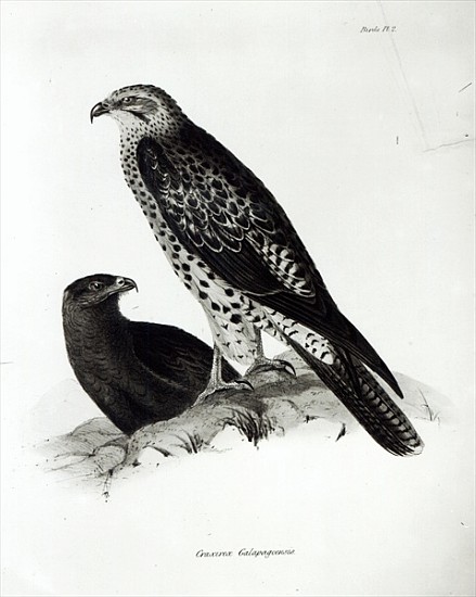 Birds of Prey, plate 2 from ''The Zoology of the Voyage of H.M.S Beagle, 1832-36'' Charles Darwin a Scuola Inglese