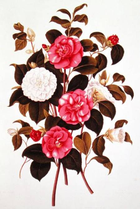 Camellia (double white and striped) from "A Monograph on the Genus of the Camellia" a Scuola Inglese