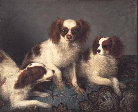Three Cavalier King Charles Spaniels on a Rug a Scuola Inglese