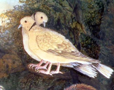 Chicken and Doves near a Farm, detail of doves (w/c a Scuola Inglese