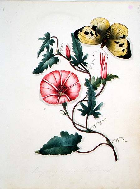 Convolvulus with Yellow Butterfly, from `Flowers' an English Botanical Manuscript (c.1840) a Scuola Inglese