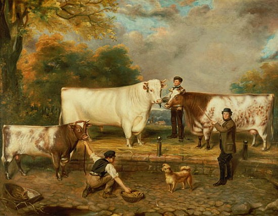 Cows with a herdsman a Scuola Inglese