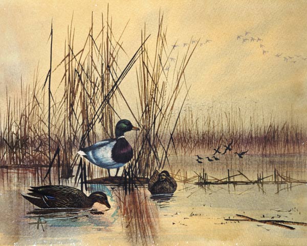 Mallard Ducks in a Lake a Scuola Inglese