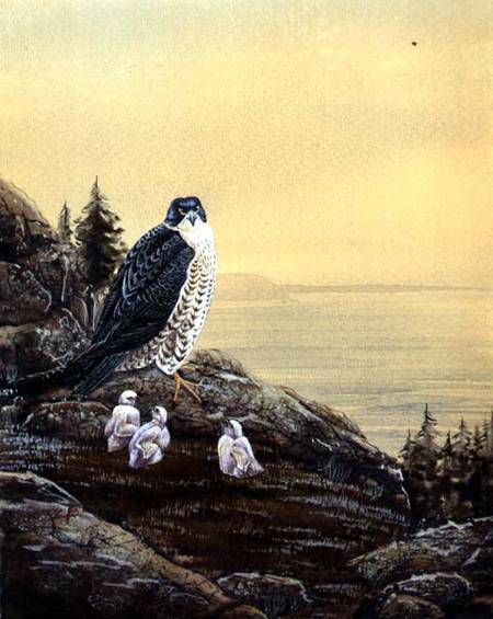 Falcon with its Chicks a Scuola Inglese
