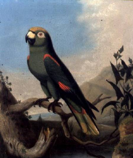 A Green Parrot on a Branch (panel) a Scuola Inglese