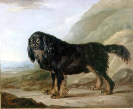 A King Charles Spaniel in a Landscape a Scuola Inglese