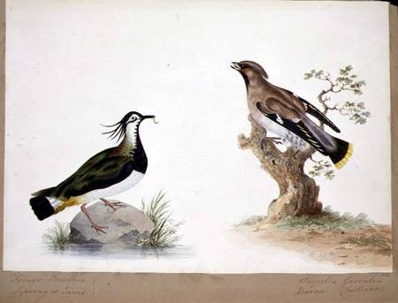 A Lapwing and a Waxwing a Scuola Inglese