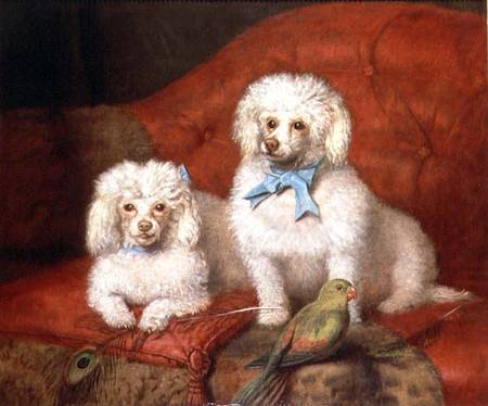 A Pair of Poodles a Scuola Inglese