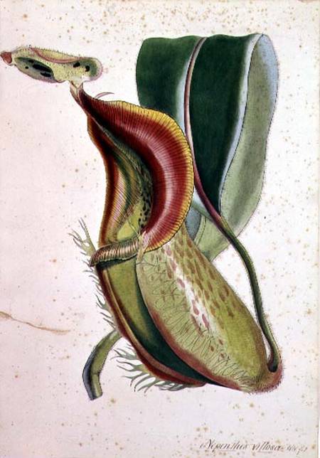Pitcher plant: Nepenthes villosa (insect eating), signed H.K a Scuola Inglese