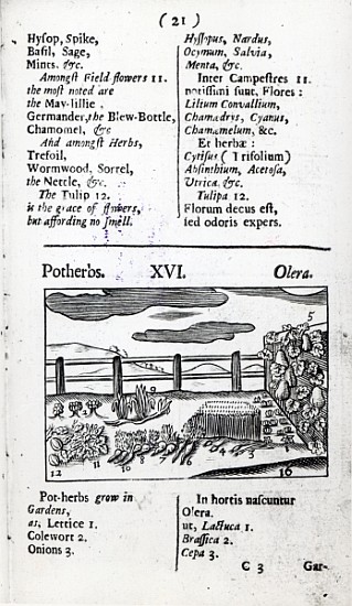 Plant Husbandry from ''Orbis sensualism pictus'' Johann Amos Comenius, published c.1689 a Scuola Inglese