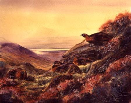 Red Grouse in Moorland a Scuola Inglese
