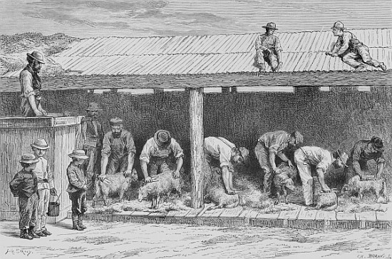 Sheep Shearing, c.1880, from ''Australian Pictures'' Howard Willoughby, publishedthe Religious Tract a Scuola Inglese