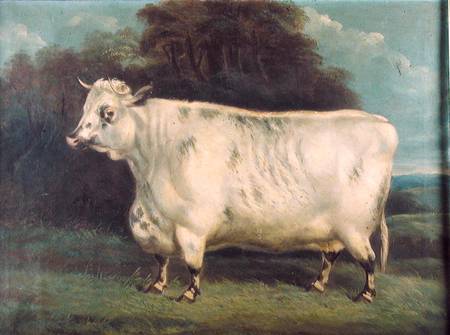 A shorthorn cow a Scuola Inglese