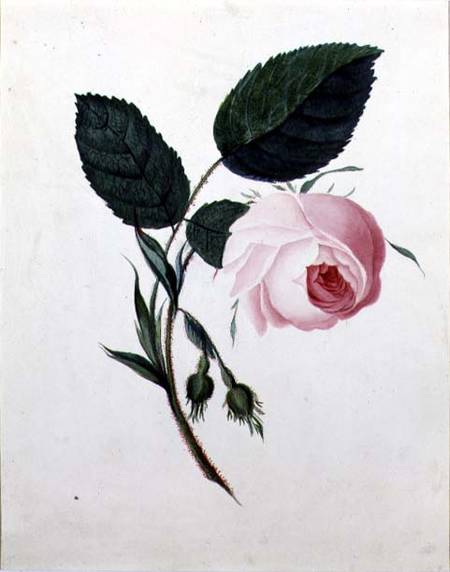 Study of a Pink Rose a Scuola Inglese