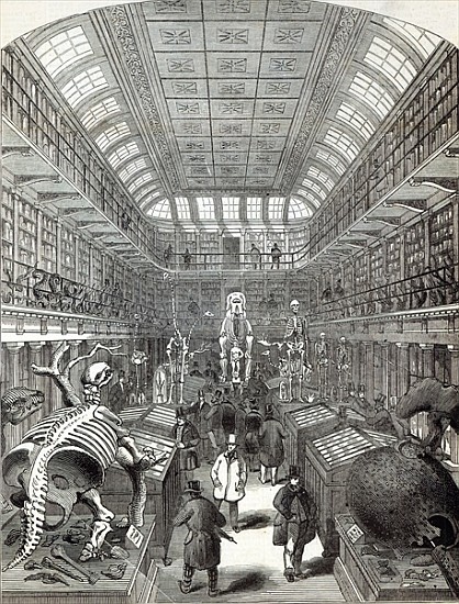 The Hunterian Museum, at the Royal College of Surgeons, from ''The Illustrated London News'', 4th Oc a Scuola Inglese