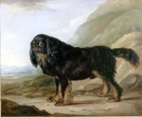 A King Charles Spaniel in a Landscape