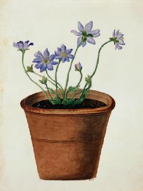 Purple Flowers in a Terracotta Pot