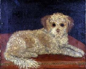 A Terrier on a red cushion, Provincial School