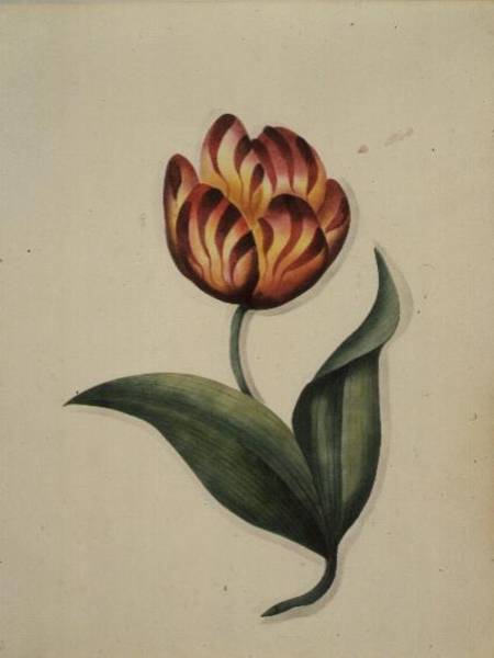 Tulip, from `Flowers' an English Botanical Manuscript (c.1840) a Scuola Inglese