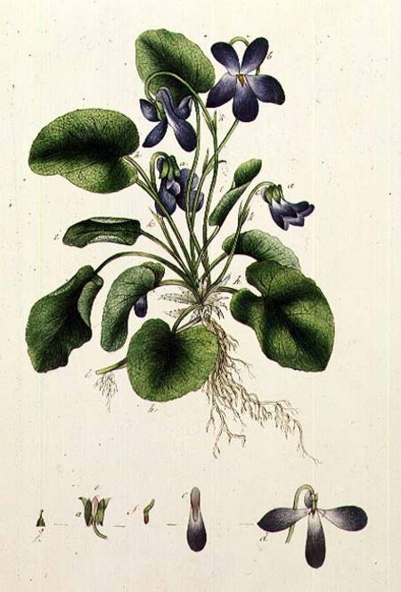 Violets page from an Album of Botanical Studies a Scuola Inglese
